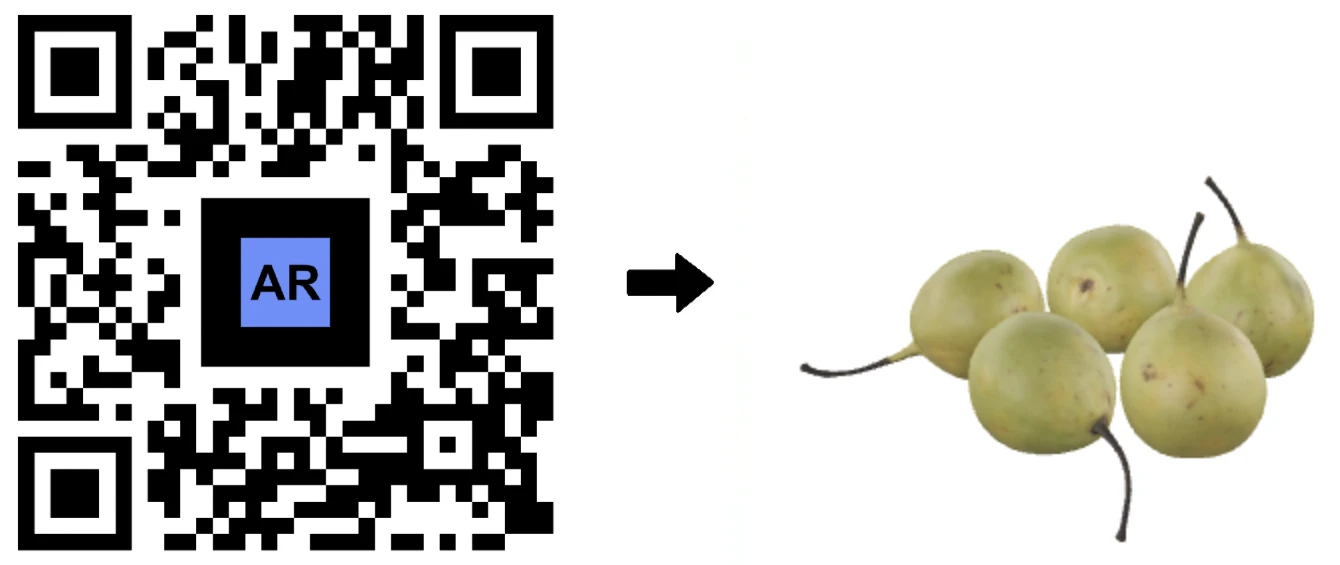 3D Model of 5 Pears